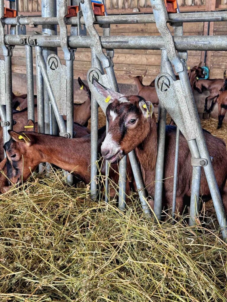 Goats eating hay inside a feeding station in a barn.